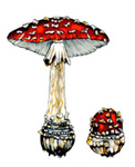 watercolour of amanita mushroom